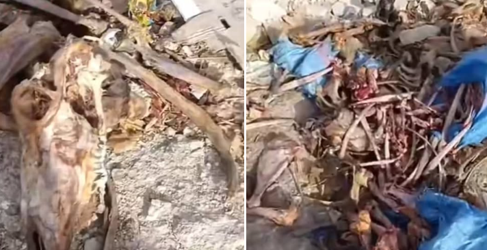 تقرير يحسم الجدل.. لا حمير في وادي أمليل و العظام تعود لأبقار