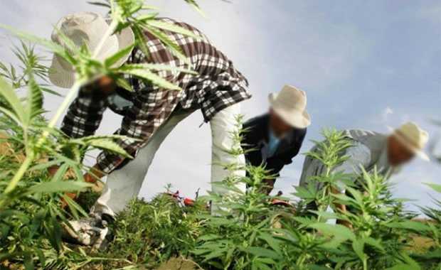 من نبتة ممنوعة إلى منتج عالمي.. “باب برد” تصدر الأمل عبر القنب الطبي